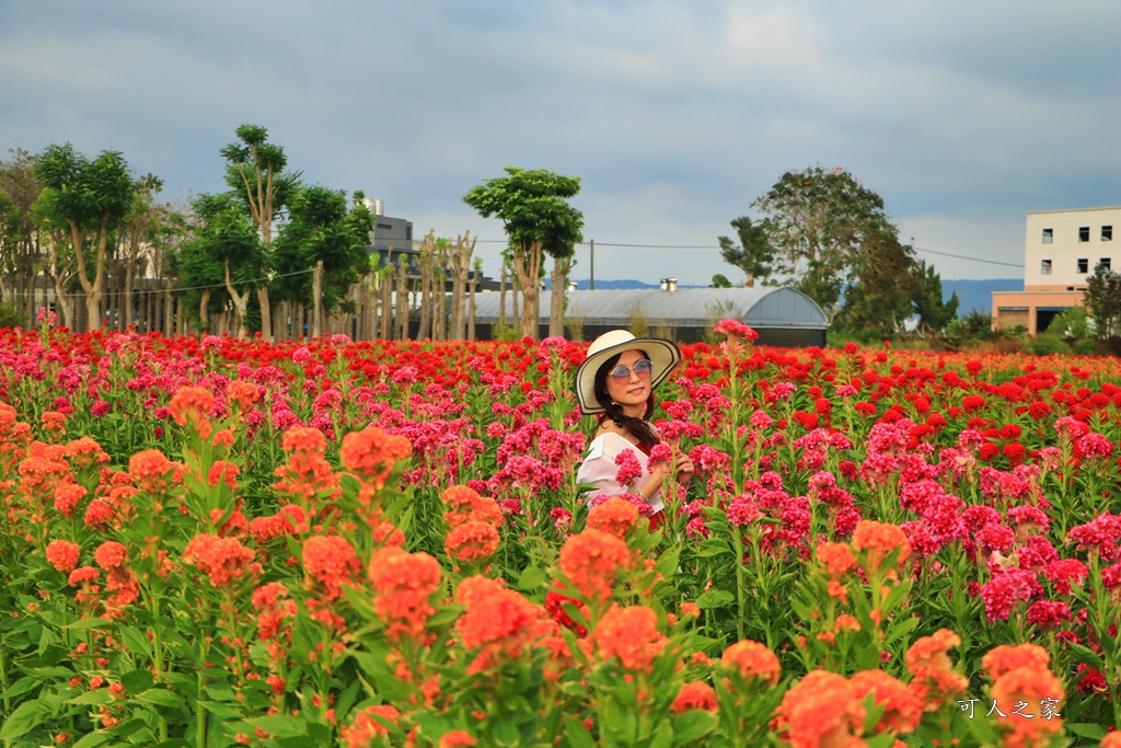 北斗雞冠花