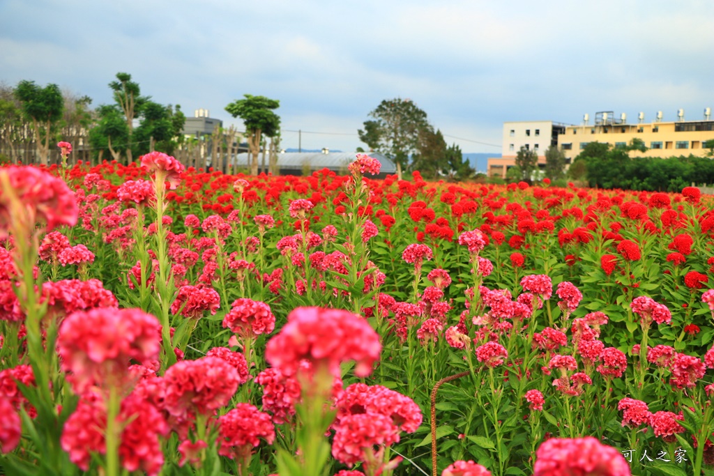 北斗雞冠花