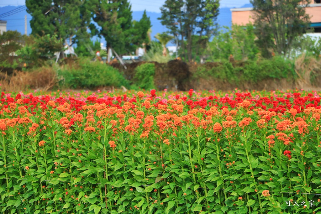 北斗雞冠花