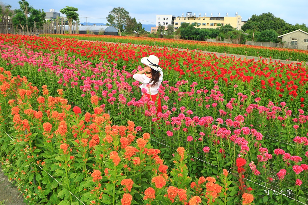 免費景點,北斗雞冠花,彰化景點,彰化賞花,推薦,旅遊景點,花現彰化 @可人之家