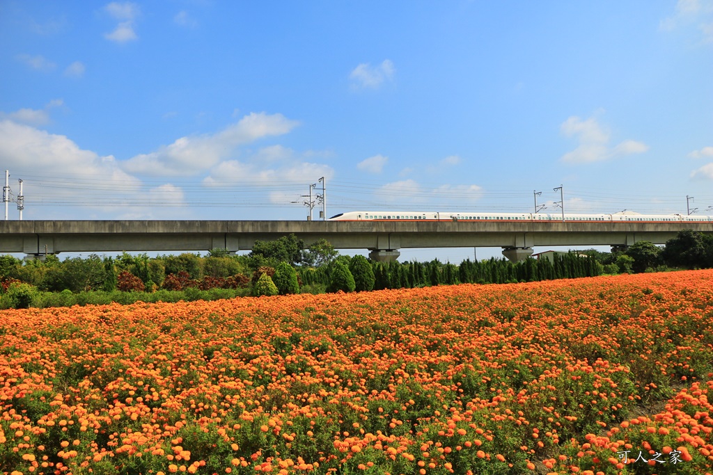 北斗中新路高鐵菊花