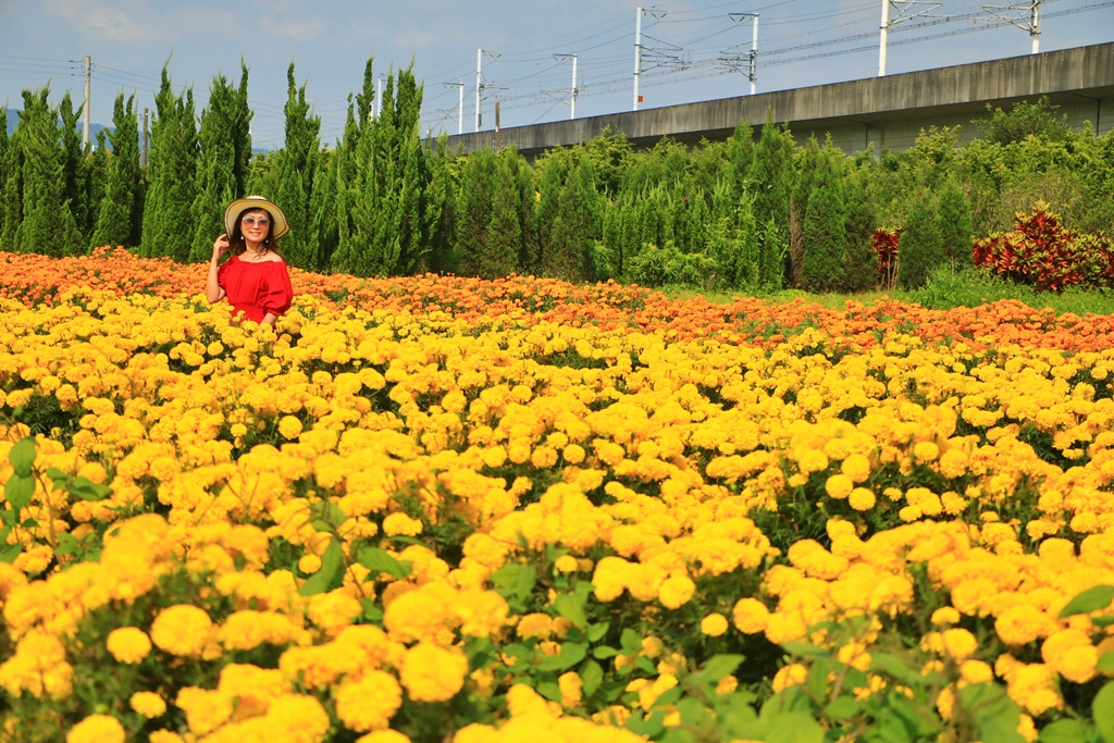 北斗中新路高鐵菊花