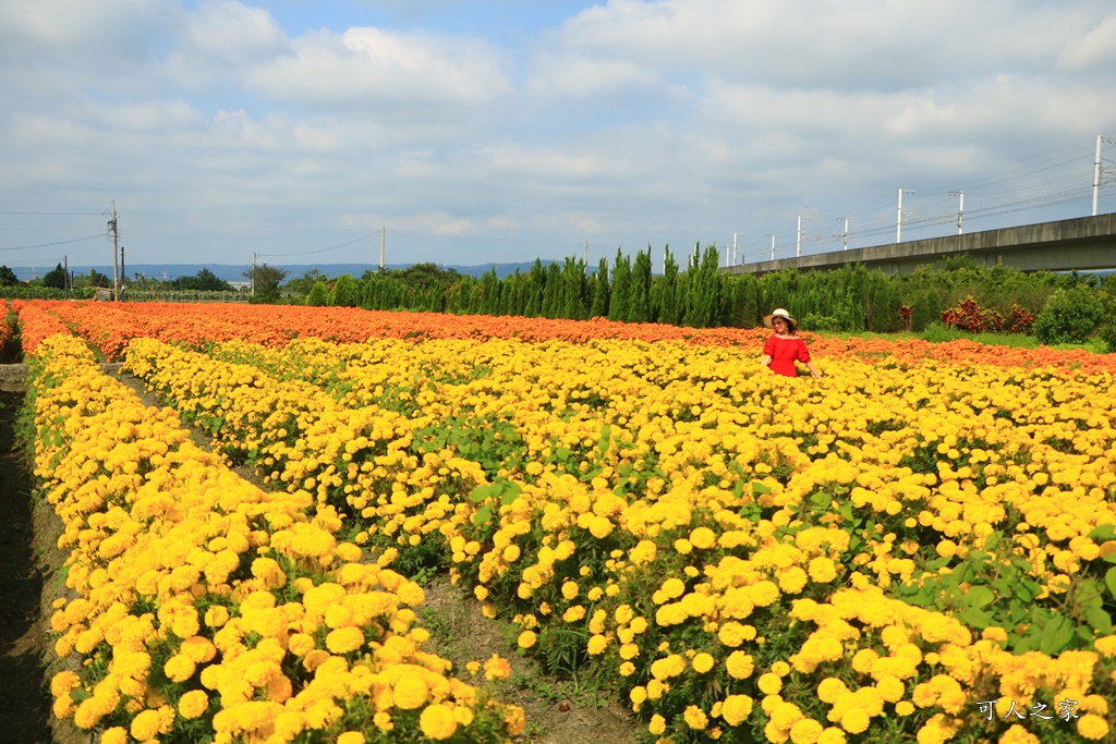 北斗中新路高鐵菊花