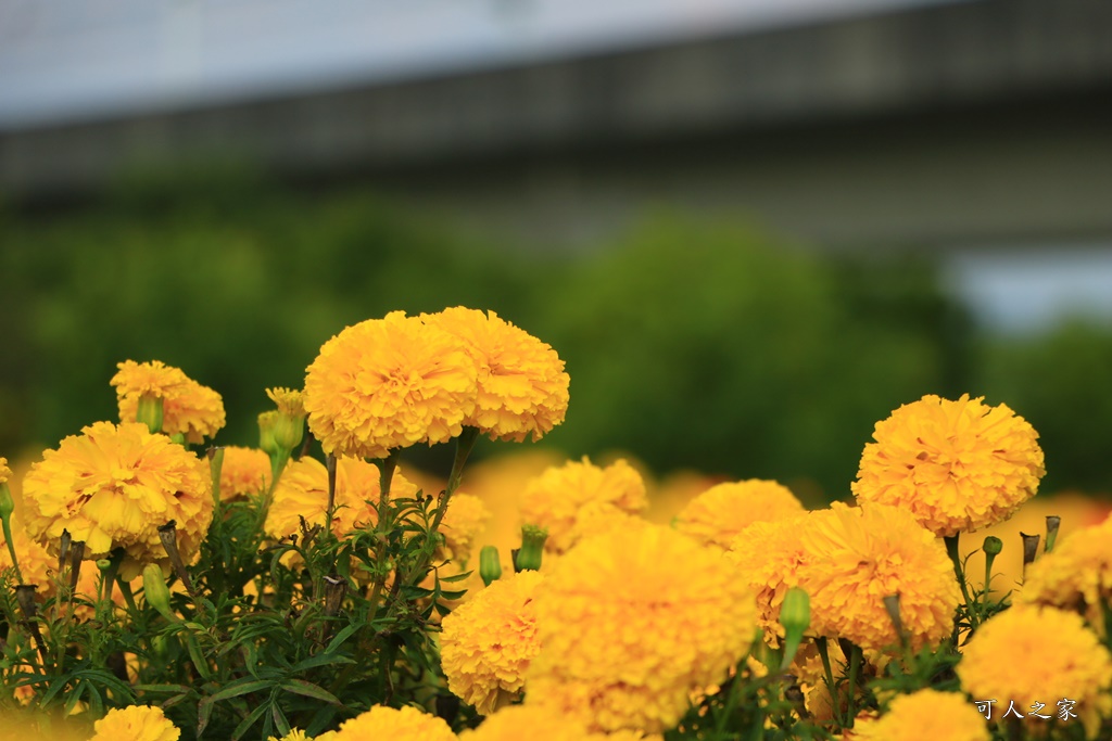 北斗中新路高鐵菊花