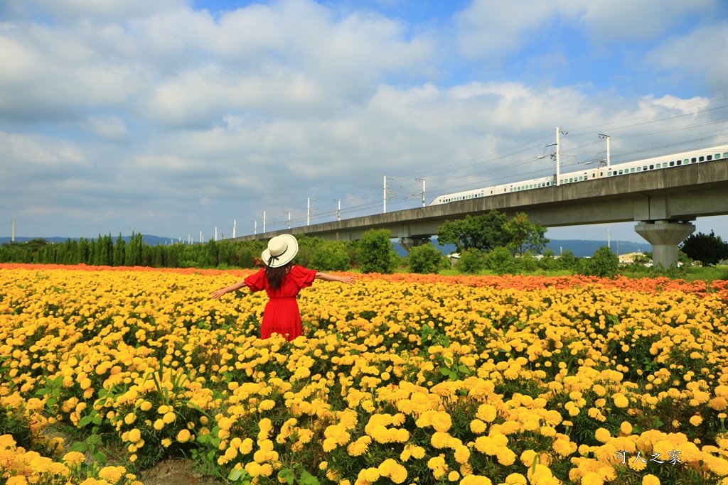 北斗中新路高鐵菊花