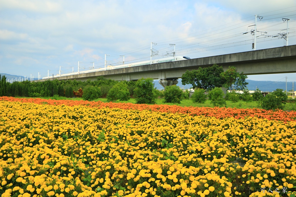 北斗中新路高鐵菊花