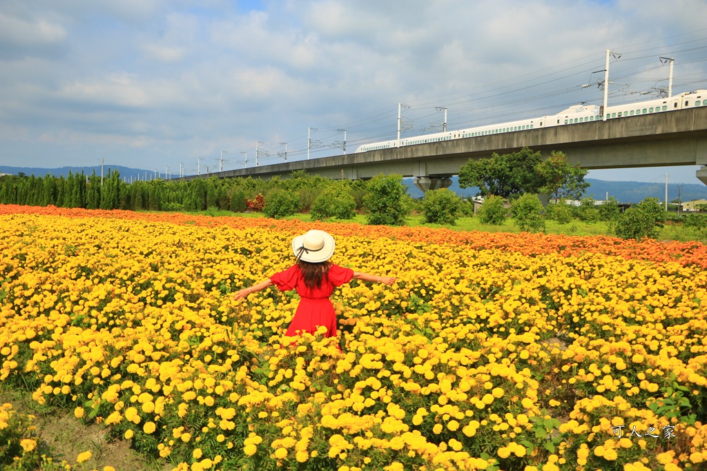 北斗中新路高鐵菊花