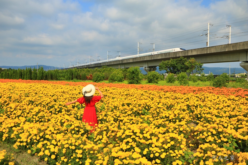 北斗中新路高鐵菊花