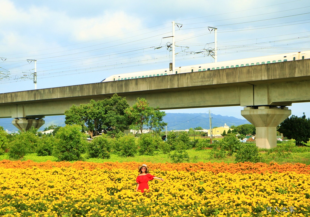 北斗中新路高鐵菊花