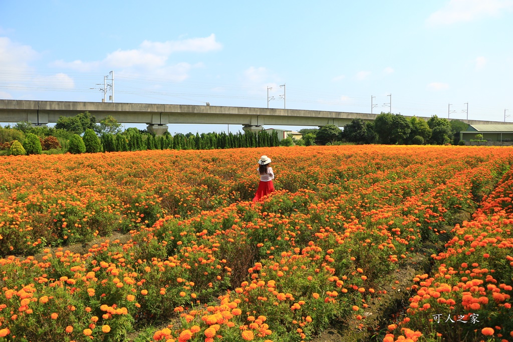 北斗中新路高鐵菊花