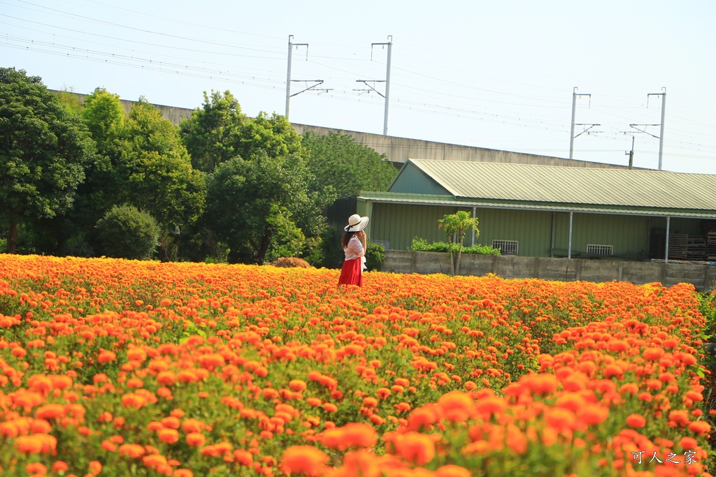 北斗中新路高鐵菊花