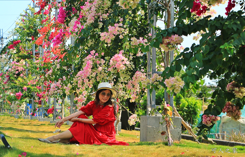 田中花卉廊道，九重葛花牆