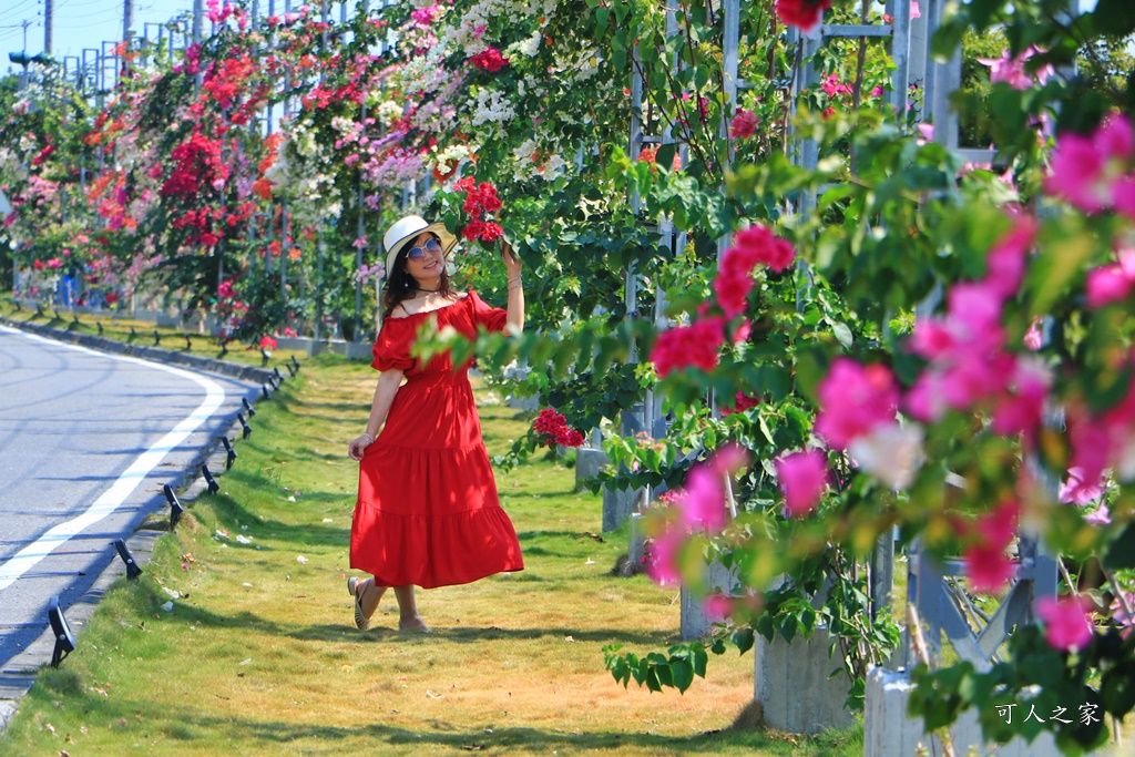 田中花卉廊道，九重葛花牆