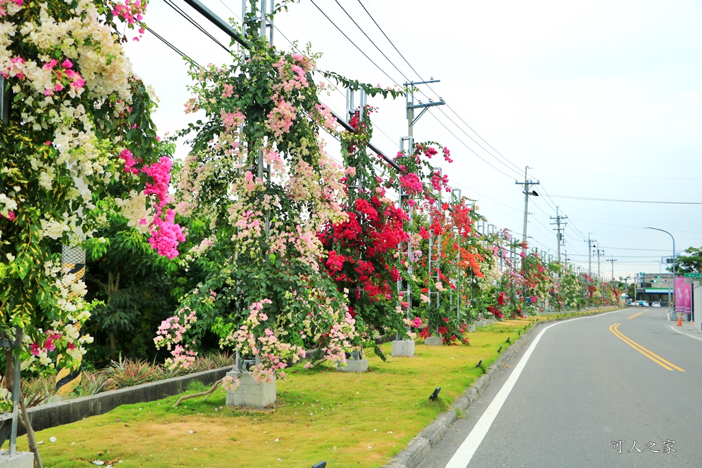 田中花卉廊道，九重葛花牆