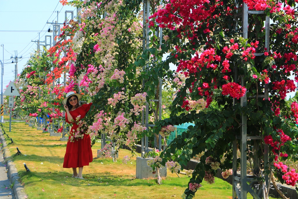 田中花卉廊道，九重葛花牆