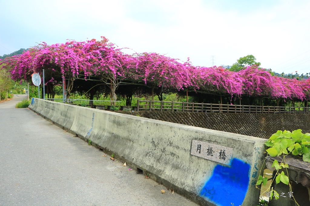 九重葛長廊