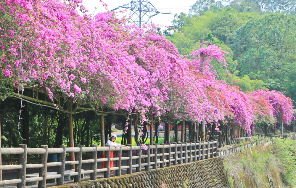 九重葛花瀑,南投中寮九重葛,南投九重葛長廊 @可人之家