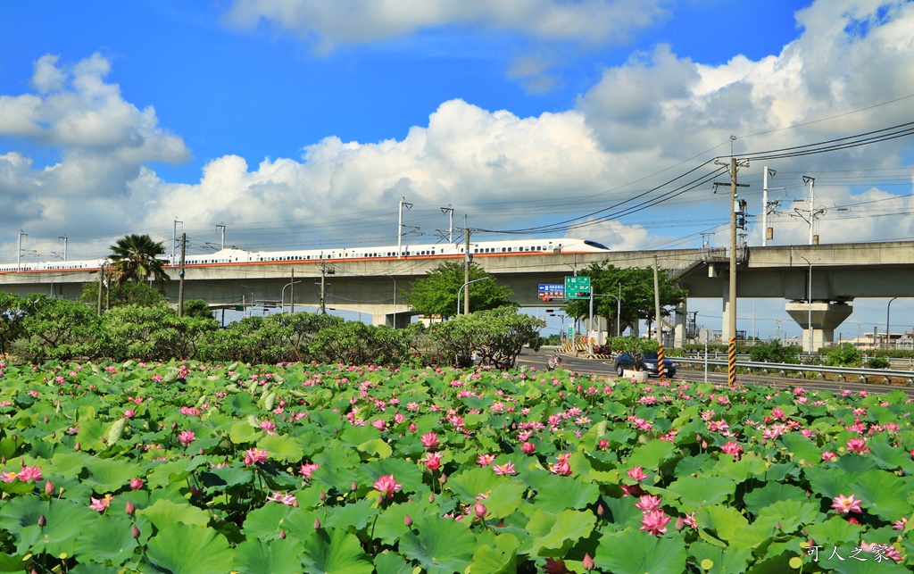 大客荷塘