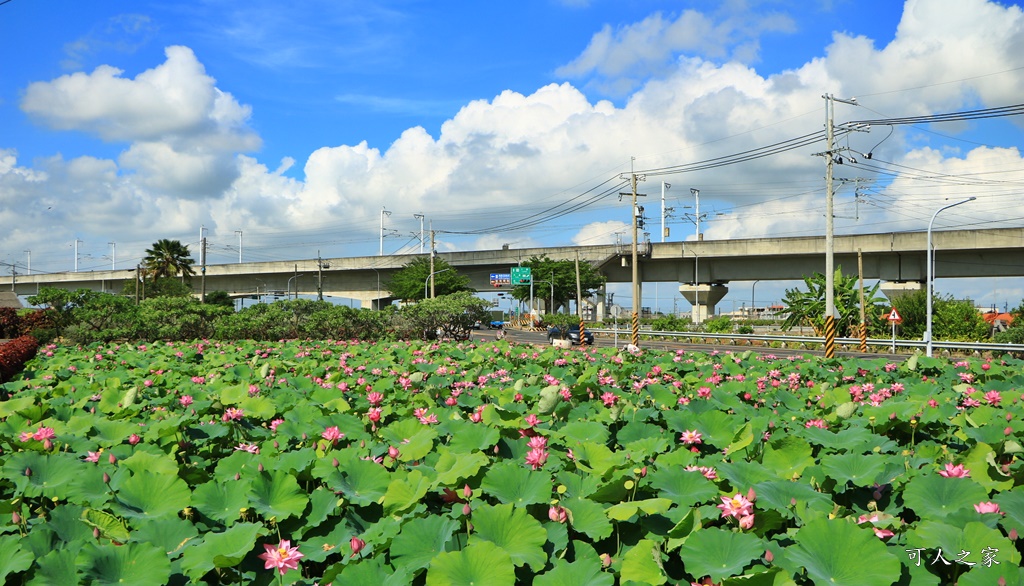 大客荷塘