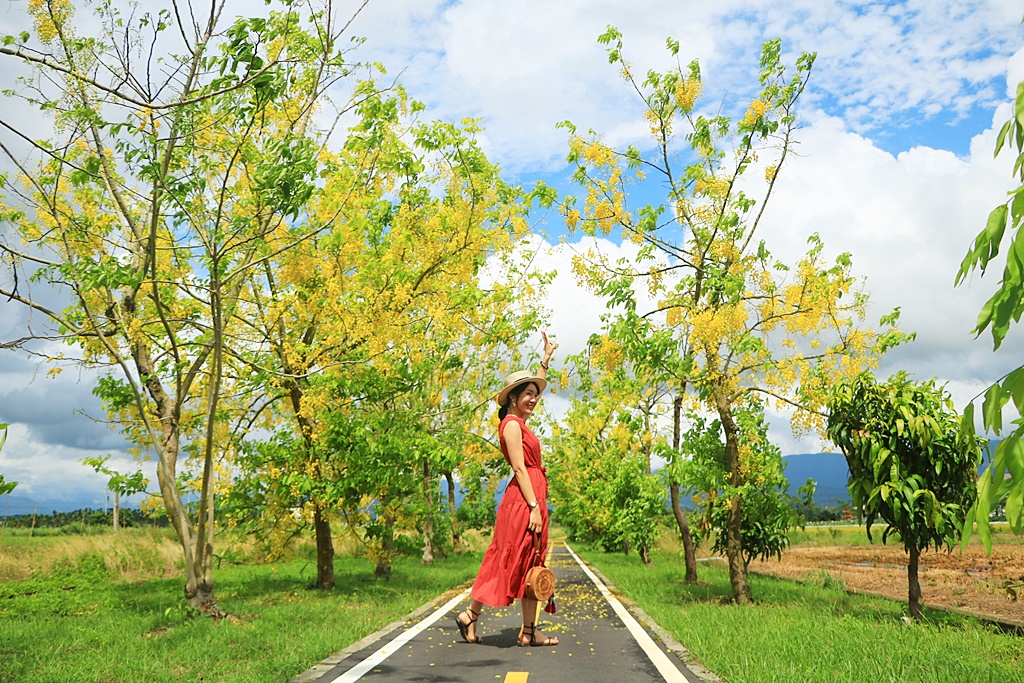 蓮鄉自行車道阿勃勒