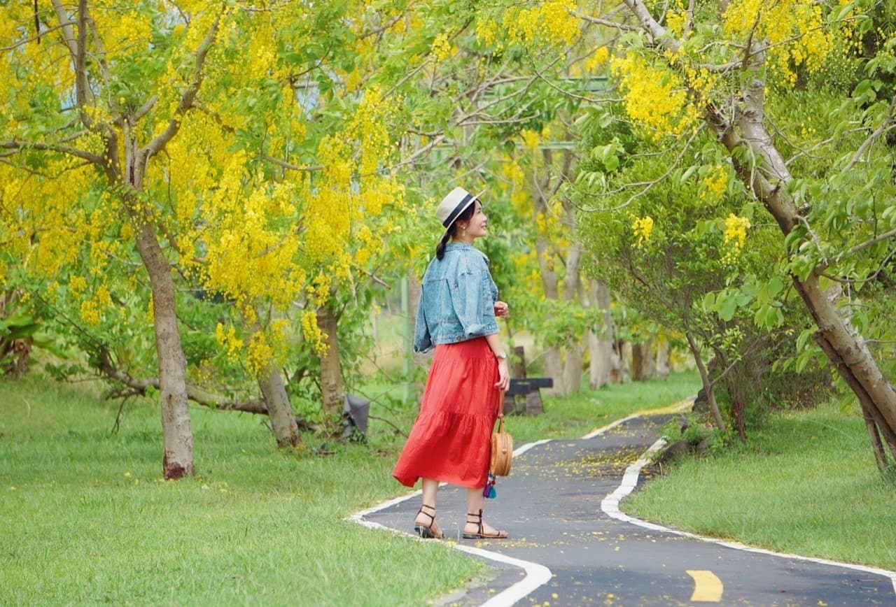 蓮鄉自行車道阿勃勒