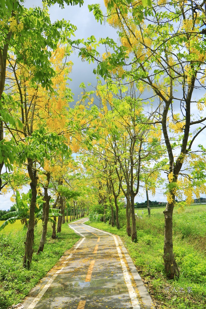 蓮鄉自行車道阿勃勒