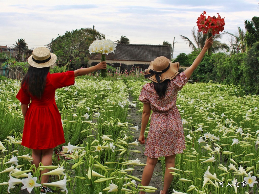 雲林四湖百合花 古厝小秘境