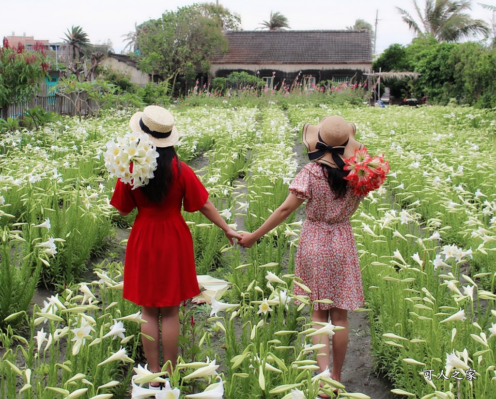 雲林四湖百合花 古厝小秘境