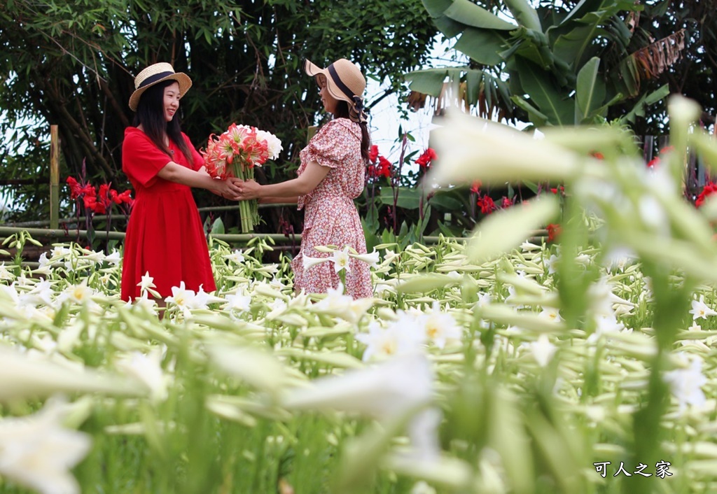 雲林四湖百合花 古厝小秘境