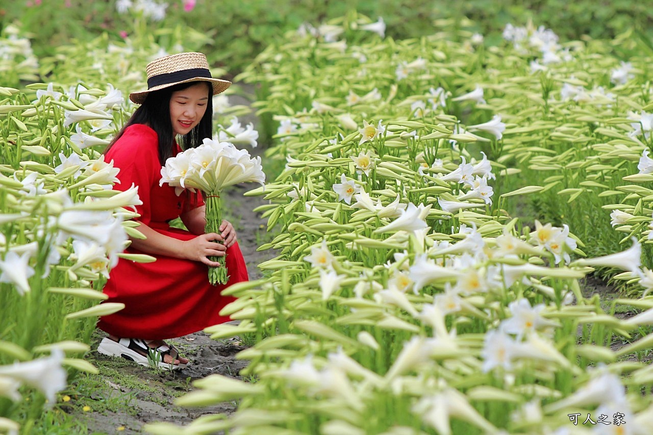 雲林四湖百合花 古厝小秘境