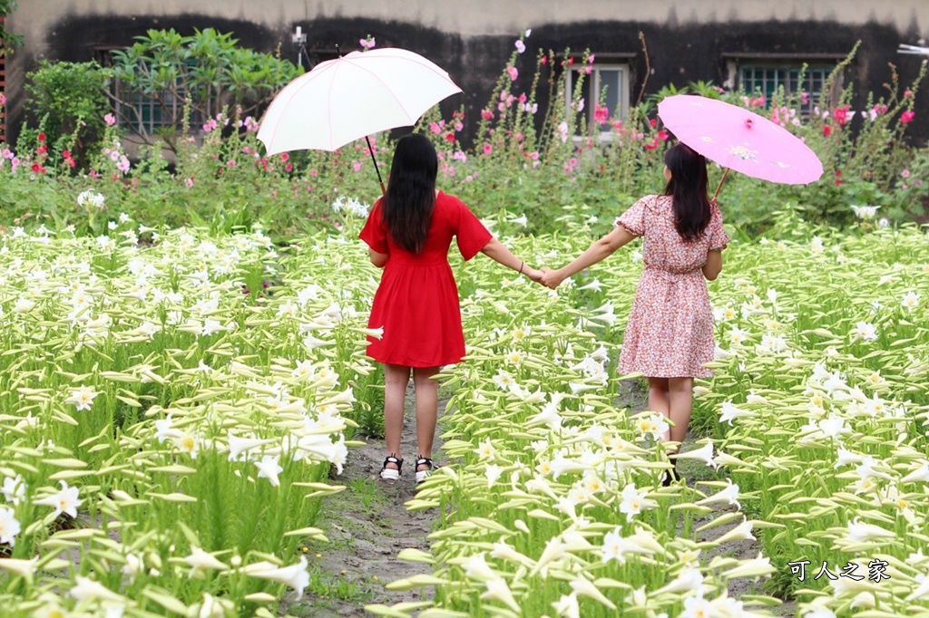 雲林四湖百合花 古厝小秘境