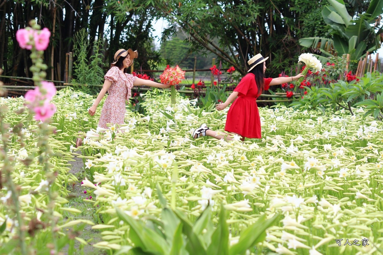 雲林四湖百合花 古厝小秘境