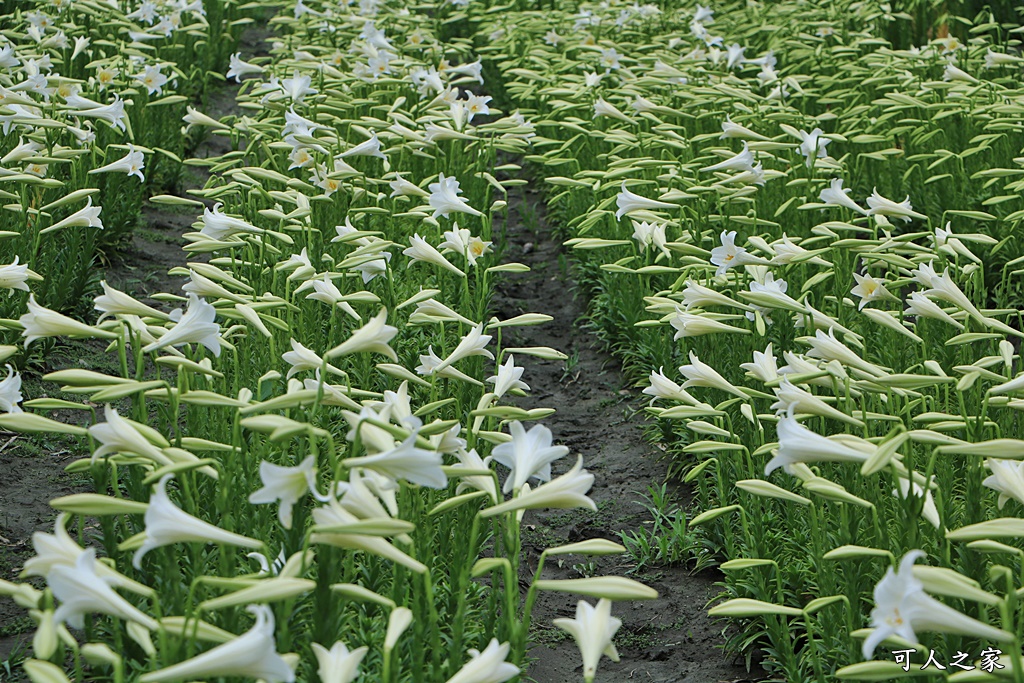 雲林四湖百合花 古厝小秘境