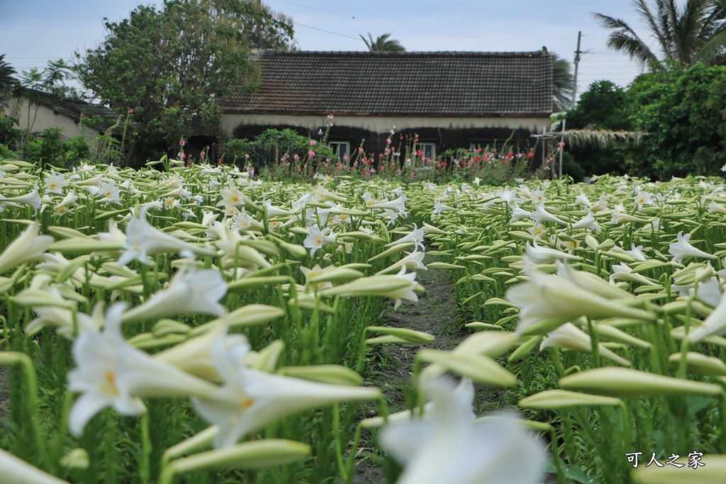 雲林四湖百合花 古厝小秘境