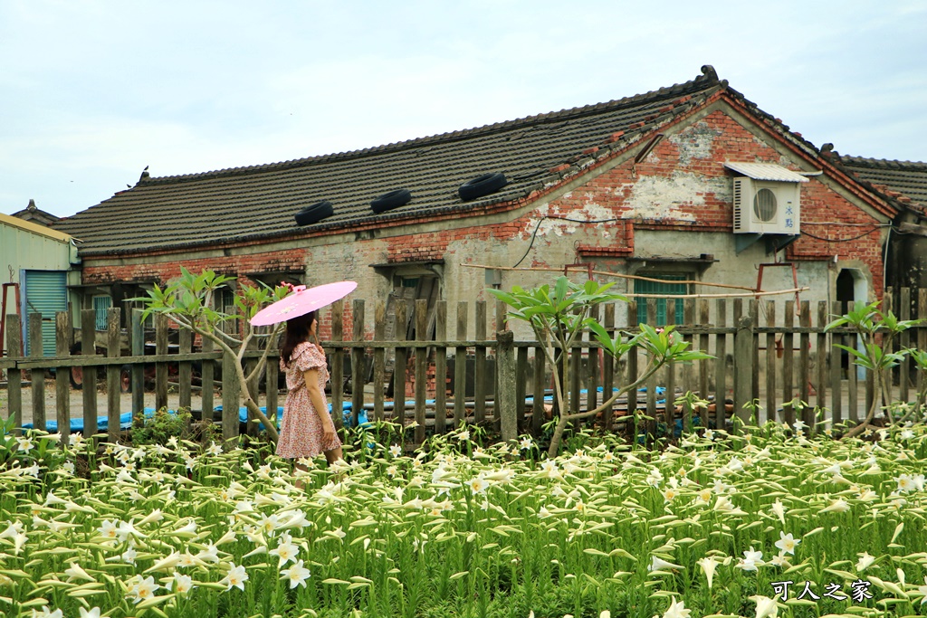 雲林四湖百合花 古厝小秘境