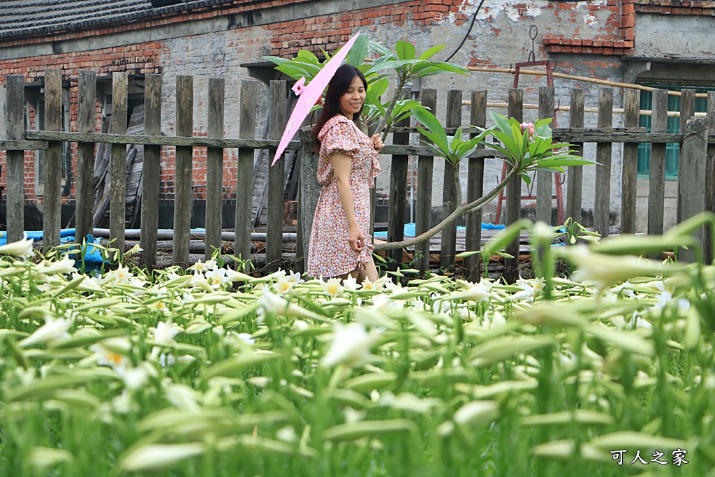 雲林四湖百合花 古厝小秘境