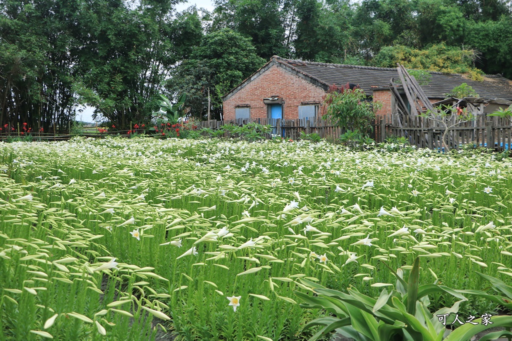 雲林四湖百合花 古厝小秘境