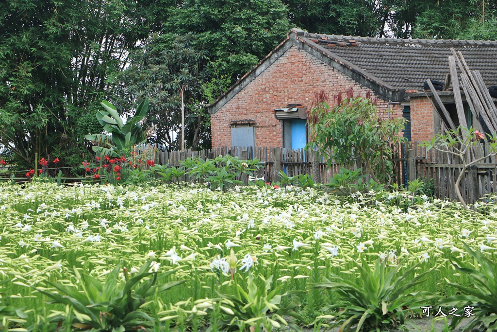 雲林四湖百合花 古厝小秘境