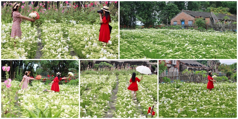 2020雲林四湖百合花,ig打卡,網紅景點,雲林一日遊,雲林古,雲林四湖,雲林四湖百合花,雲林新秘境,雲林百合花,雲林野百合花 @可人之家