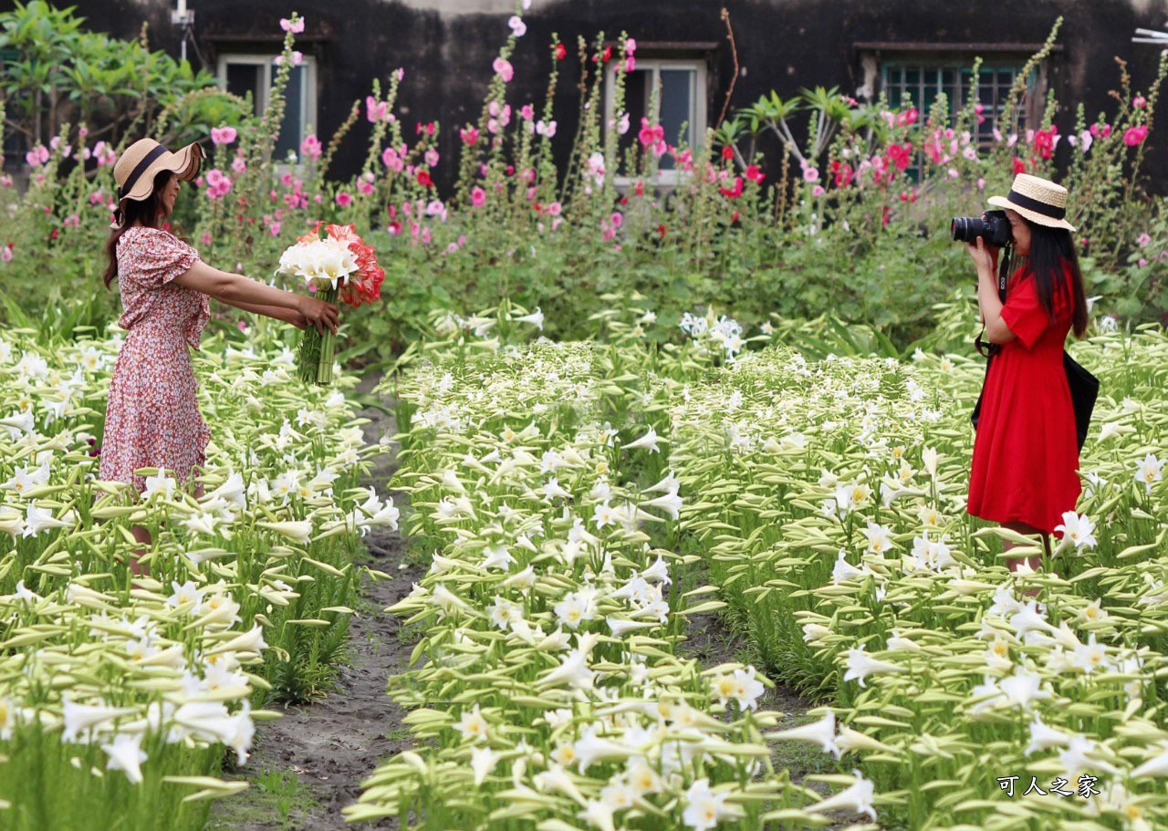 雲林四湖百合花 古厝小秘境