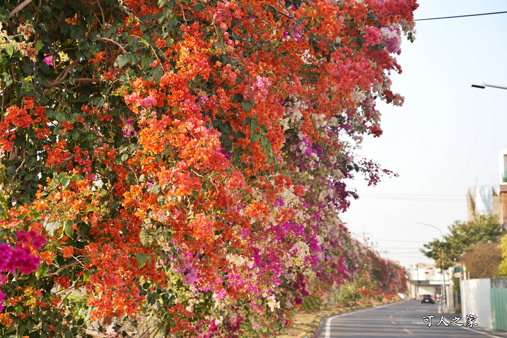 田中花卉廊道，九重葛花牆