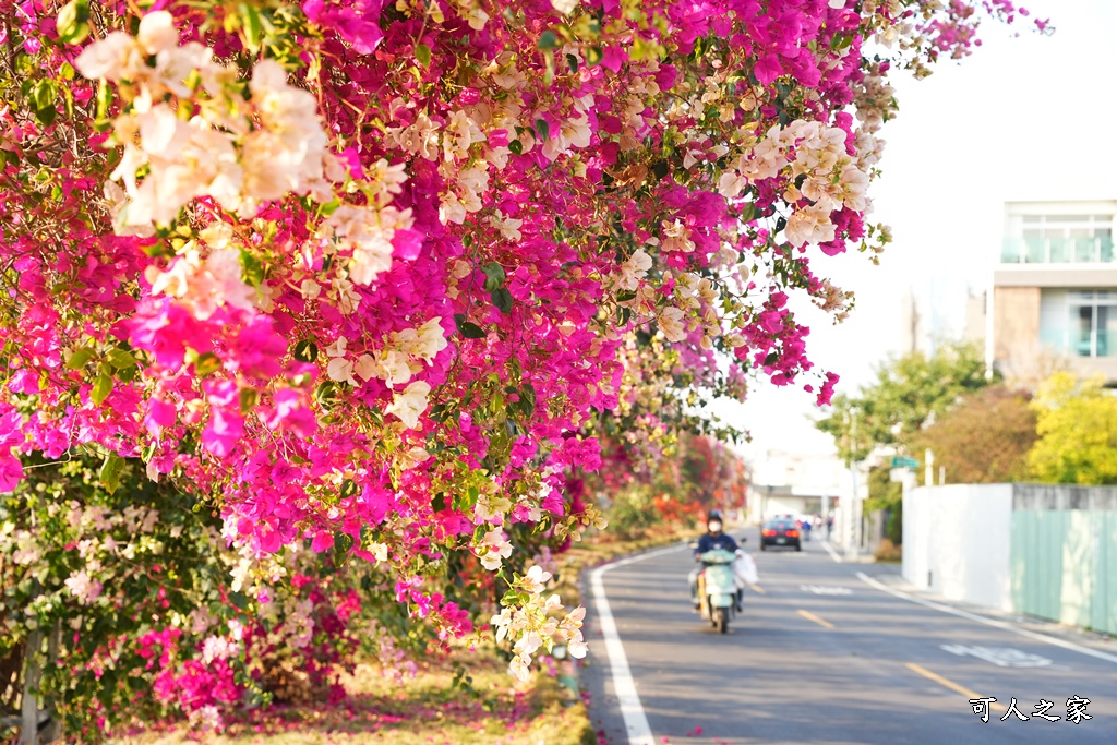 田中花卉廊道，九重葛花牆