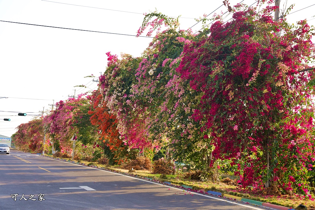 田中花卉廊道，九重葛花牆