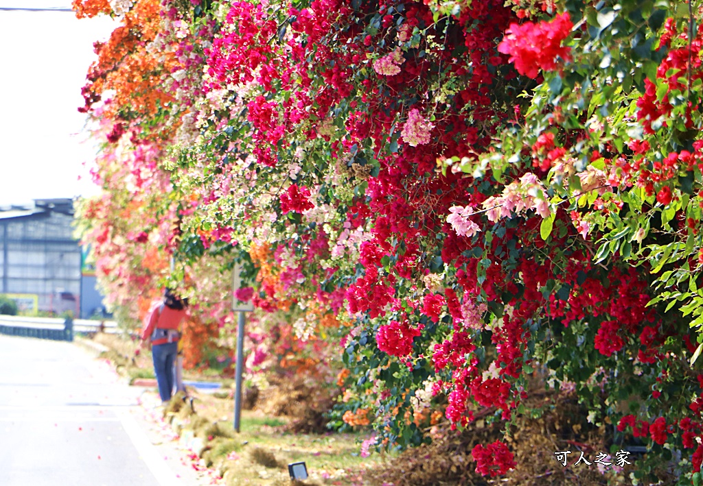 田中花卉廊道，九重葛花牆