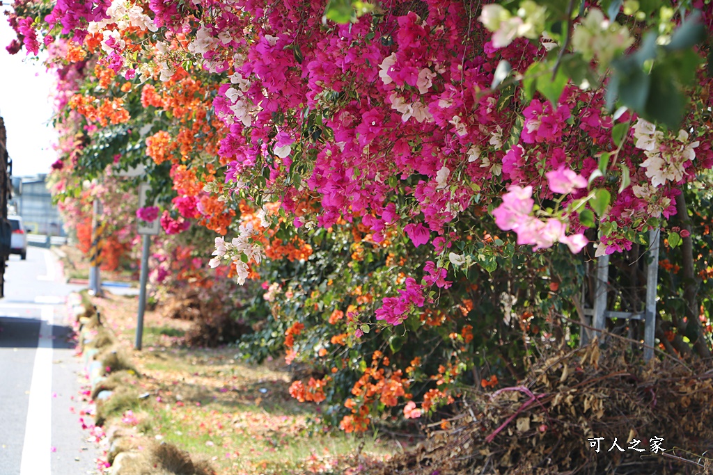 田中花卉廊道，九重葛花牆