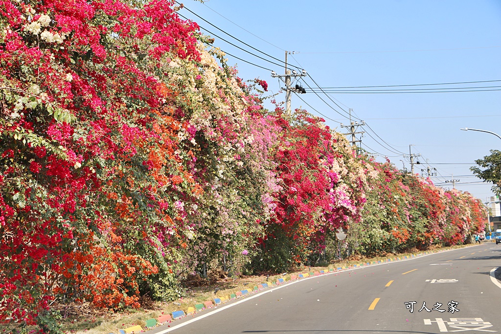 田中花卉廊道，九重葛花牆