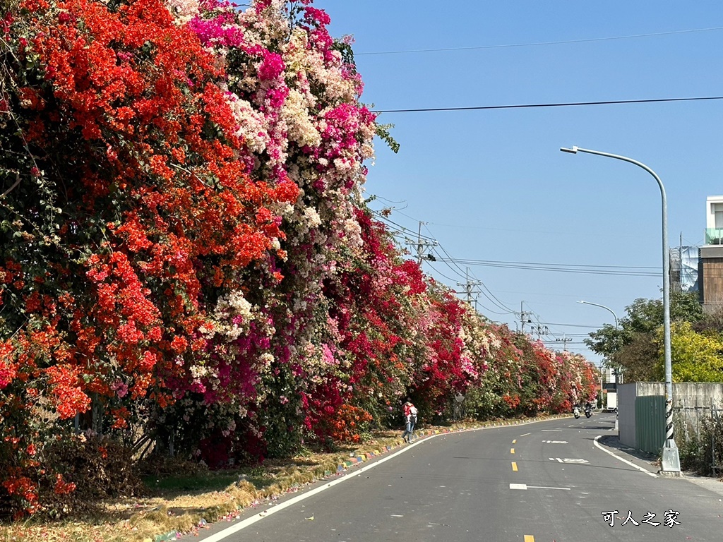 田中花卉廊道，九重葛花牆