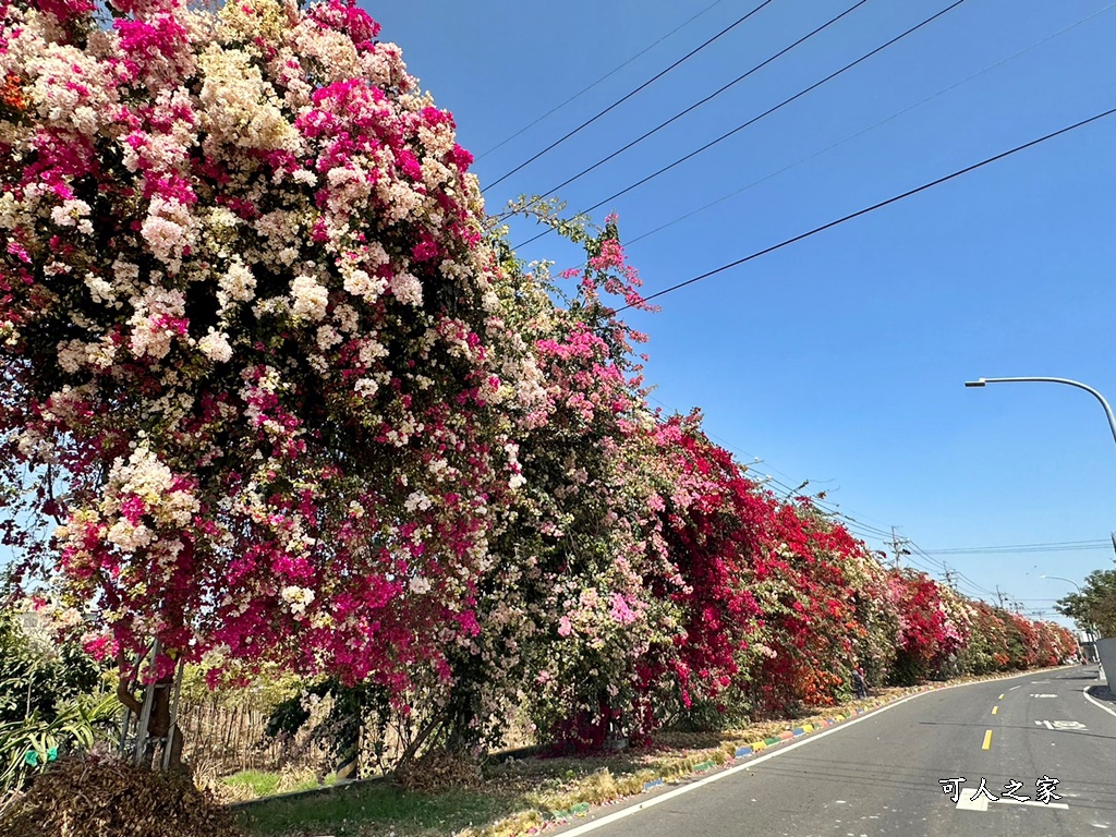 田中花卉廊道，九重葛花牆