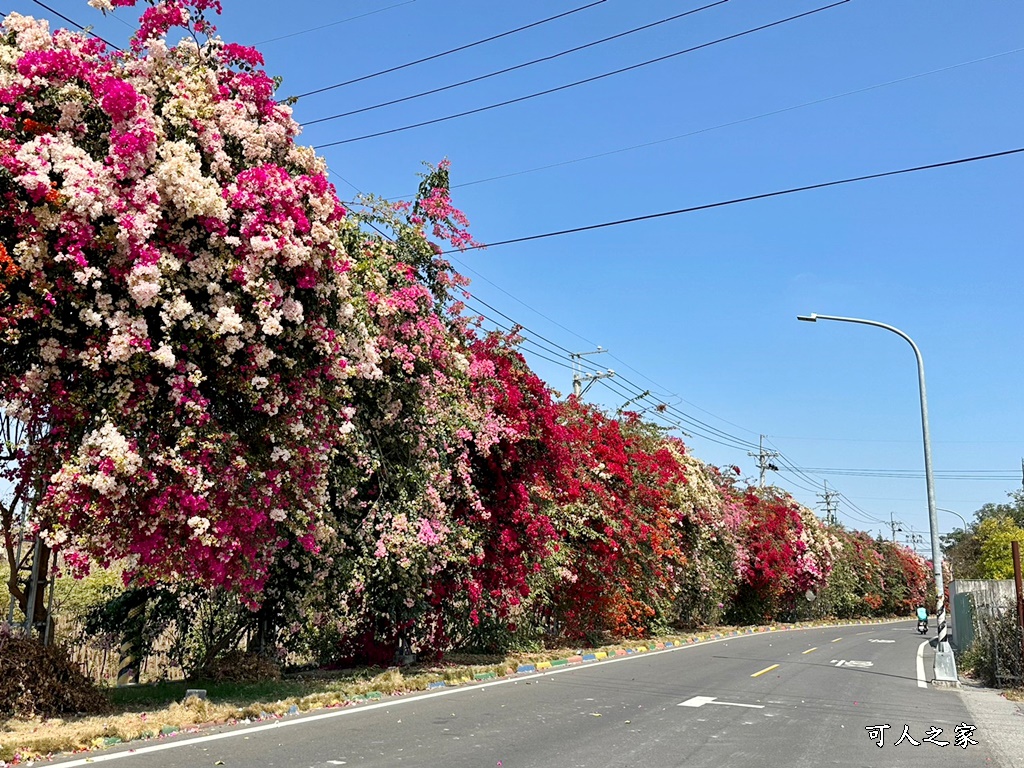 田中花卉廊道，九重葛花牆