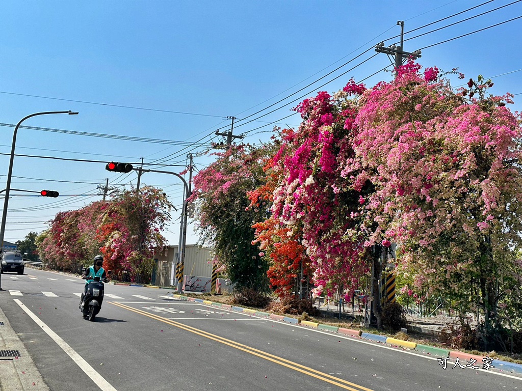 田中花卉廊道，九重葛花牆